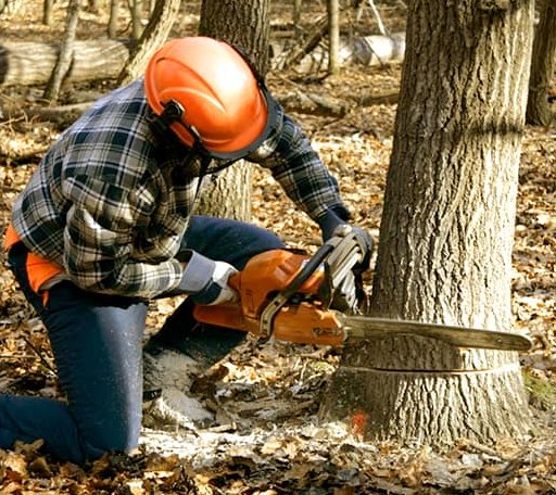 Tree Removal in Brohard, WV